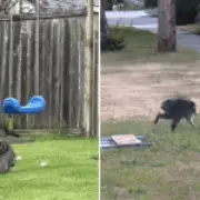 'Mutant' raccoon with short spine syndrome becomes internet star in Seattle