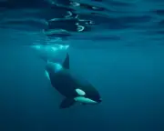 Mysterious Rise in Orca Sightings Off Northumberland Coast