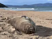 Neil the 1,000kg seal crushes fences in Tasmania, officials warn