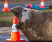 Neil the one-tonne elephant seal returns to sea in Tasmania