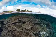 Norfolk Island's unique corals face triple threat of disease, El Niño and dredging