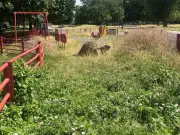 North London nursery fears sports day at risk due to overgrown field