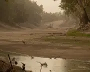 NSW plan to restore Murray-Darling rivers in doubt after $360m funding rejected
