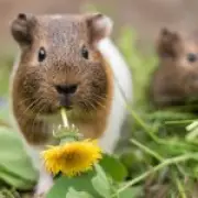 Off-grid couple to breed guinea pigs 'as big as rabbits' for food in Wales