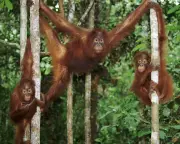 Orangutan playdates show benefits of play for all ages, scientists say