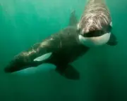 Orcas ram sunfish so hard they explode, likely for play or feeding