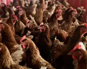 Organic eggs twice as bad for climate as caged eggs, study finds