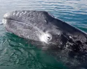 Pacific gray whales face catastrophic die-off as climate crisis hits food supply