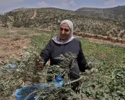 Palestinian farmers brace as Israeli settlers accelerate West Bank land grab before elections