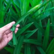 Pandan, the 'vanilla of Southeast Asia,' poised to become UK's next big flavor trend