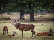 Parents Slammed for Letting Children Stroke Richmond Park Deer in Dangerous Incident