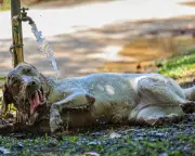 Pets at Risk of Heatstroke at Home as UK Heatwave Persists, Vets Warn