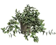 Pinch trailing plants for bushier growth: a houseplant hack that works