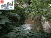 Pollution in Beckenham river kills dozens of fish and critically endangered eels