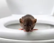 Rat in Toilet: A True Story That Will Haunt Your Bathroom