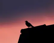 Reader hears musical tunes in blackbird song, from 42nd Street to Close Encounters