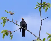 Readers share stories of musically inclined blackbirds