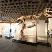 Real T. Rex fossil 'Gus' up for auction at Sotheby's for $19M