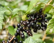 Ribena invests £200,000 to breed hardier blackcurrants after extreme weather hits UK harvest