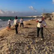 Sargassum seaweed blooms could become self-sustaining, scientists warn