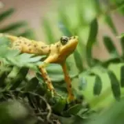 Scientists try to restore toxicity in captive frogs to save them from predators