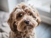 Sidcup dog trainer shares tips for managing a high-energy cockapoo