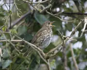 Song Thrush Connects Me to Great-Grandfather I Never Knew