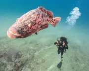 South African Nature Documentaries Surge in Popularity