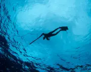 Spearfisherman notes surge in shark encounters but respects pecking order