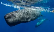 Sperm whales change 'vowel' sounds when boats are nearby, scientists discover