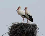 Storks' landfill junk food diet raises health concerns, study finds