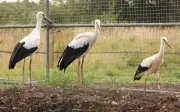 Storks return to Derbyshire after 600-year absence in rewilding success