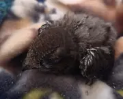 Swift chicks feared thrown into skip during house renovations in Jarrow
