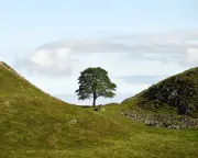 Sycamore Gap tree sapling stolen from Wray Castle grounds in Cumbria