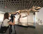 T rex skeleton 'Gus' auctioned at Sotheby's sparks scientific concern