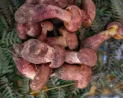 Tasty Mushroom Lanmaoa asiatica Causes Visions of Tiny People for Days