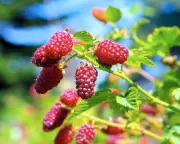 Tayberries: A Delicious Raspberry-Blackberry Cross for Your Sunny Garden Bed