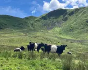 TB Scare on Farm Ruins Summer Plans, but Herd Tests Negative