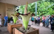 Thousands Flock to See Rare Bloom of Two Corpse Flowers in California