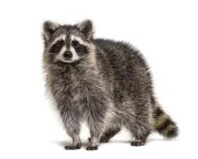 Thursday News Quiz: Elections, Dog Surprise, Viral Raccoon
