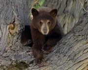 Thursday News Quiz: Meta, Sugar in Space, Bear Cub Questions