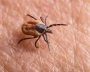 Tick bites surging in US and UK: expert tips for prevention and removal