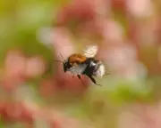 Tree Bumblebees Mistaken for Hedgehog in Garden Nest Encounter
