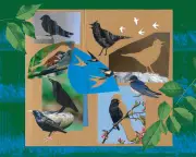 UK Dawn Chorus Changed Drastically Over 50 Years, Audio Reveals