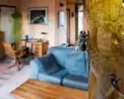 UK fly infestations: residents struggle as swarms plague neighbourhoods