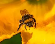 UK government breached environmental law by allowing bee-killing pesticide use