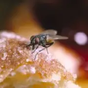 UK homes face fly 'plague' amid heatwave: expert tips to get rid of them