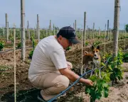 Ukraine's frontline winemakers keep vines and hope alive amid war