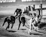 Underdogs by Louise Powell review – a powerful debut with northern soul