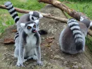 Underrated West London park with zoo and maze kids will love